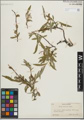 Foto von Salix lemmonii Bebb